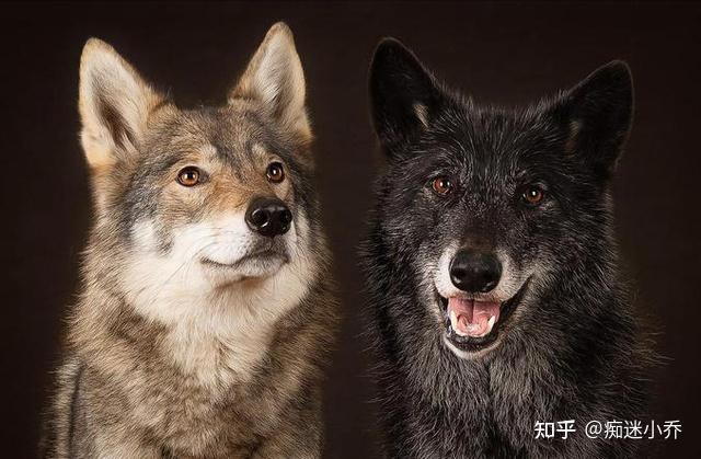 最新“禁养犬”名单公布,网友:白送我也不敢养! - 知乎