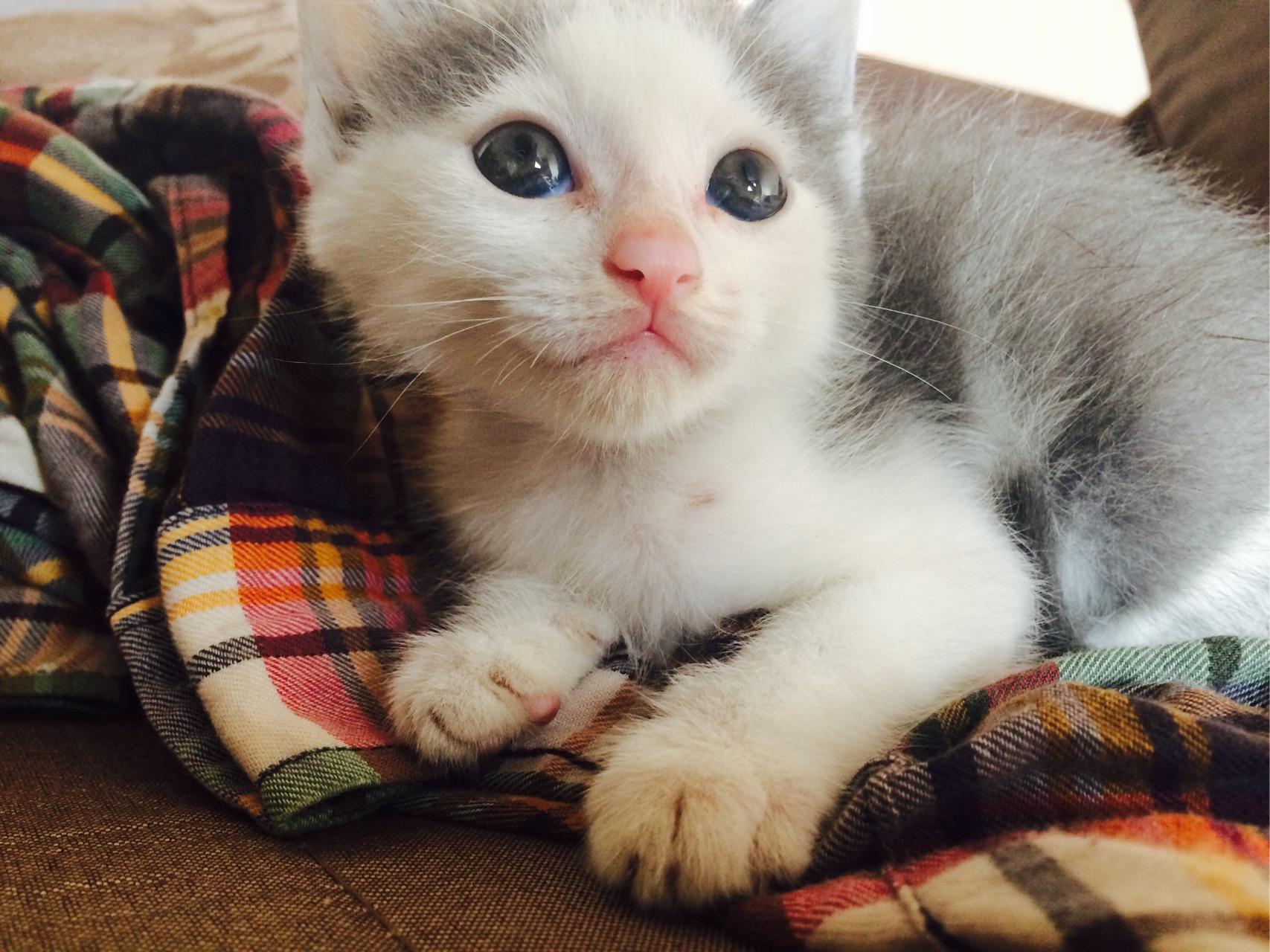 家里有两只猫,小猫看起来很小,但是已经在吃猫