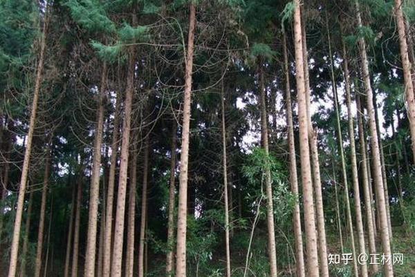 加拿大铁杉木到底怎么样?一篇文章解释清楚 - 知乎