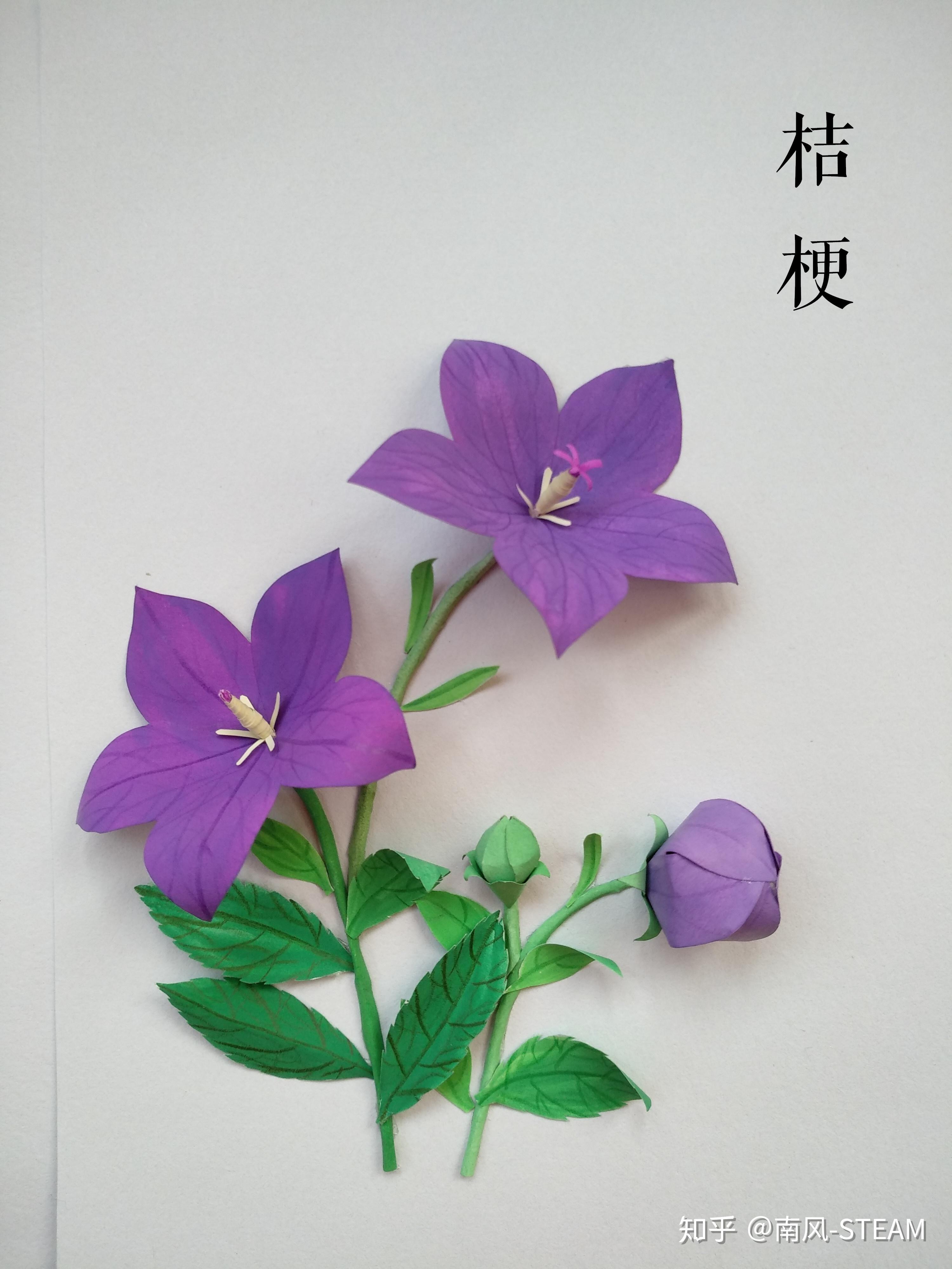 花卉立体剪纸| 桔梗(附纸型) - 知乎