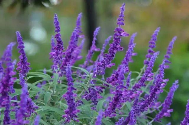 紫绒鼠尾草
