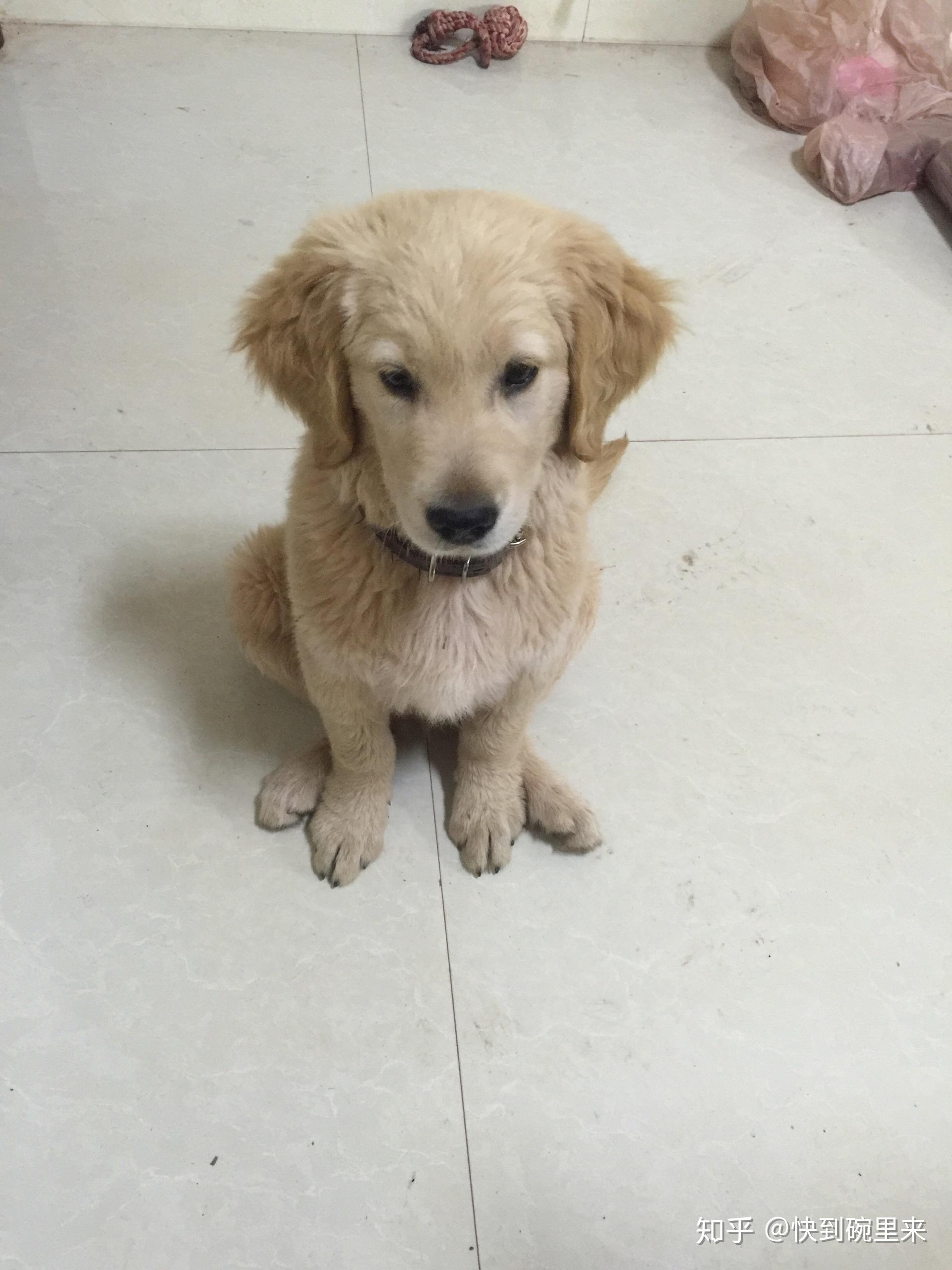 拉布拉多和金毛杂交长什么样子