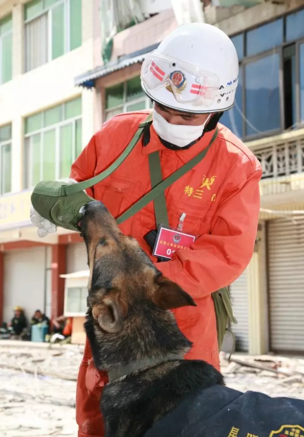 在雲南省公安消防總隊搜救犬基地裡,功勳搜救犬金雕已於2013年退役.