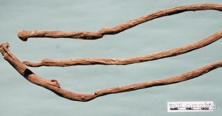 带你识别川牛膝