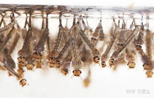 家里蚊子的来源以及灭蚊子有效的方法 - 知乎