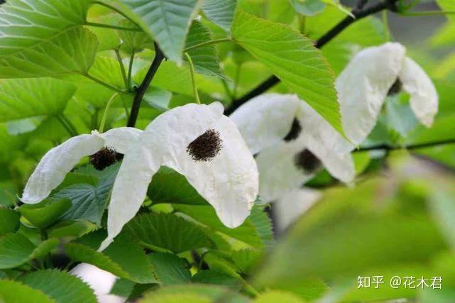 有“中国鸽子树”之誉的珙桐，其发现背后的故事 - 知乎
