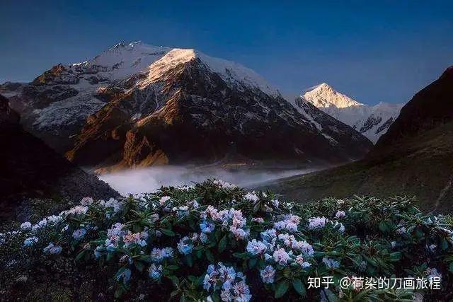 四川高山杜鵑賞花指南來一場最美的雲端邂逅