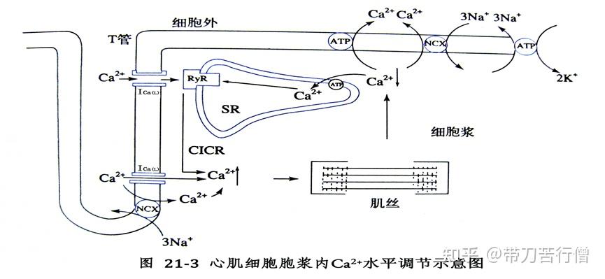 离子通道——钙离子通道 - 知乎