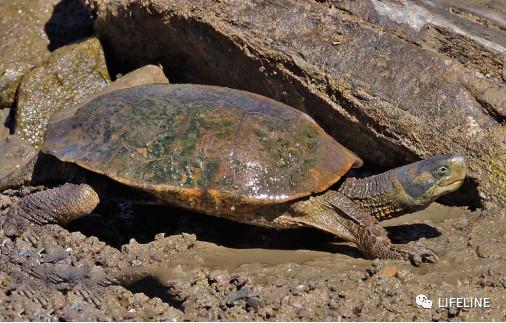 走心全网最全一篇介绍欧洲黄喉的地中海石龟文章