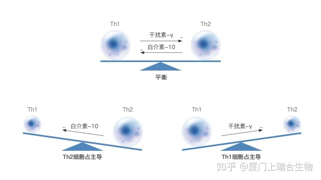 免疫是把"双刃剑",人体免疫平衡靠调节 - 知乎