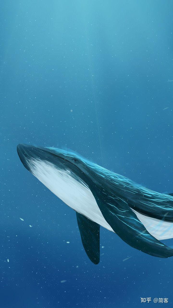 鲸鱼图片大全唯美图片