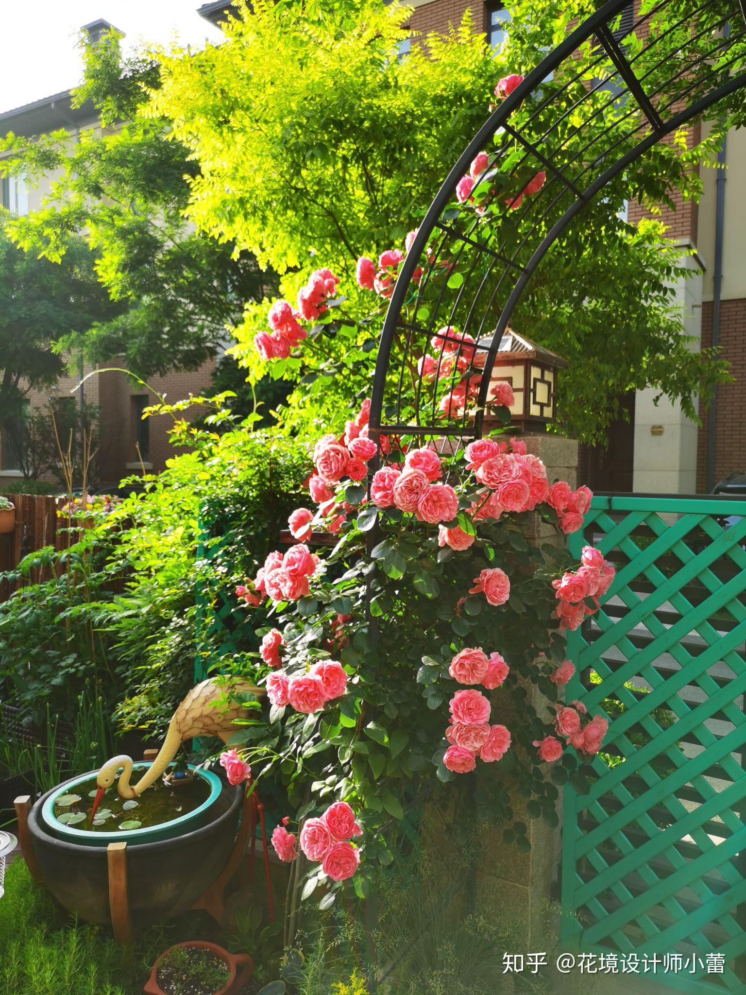 地栽植物 v2-1c865737f30940c31f6721e8700ca701_r.jpg