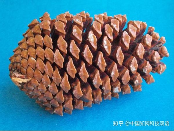 学术速览|松塔化学成分及其应用研究进展 - 知乎