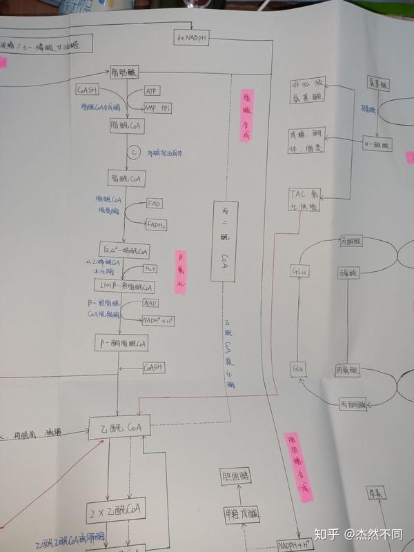 生化代谢图 - 知乎