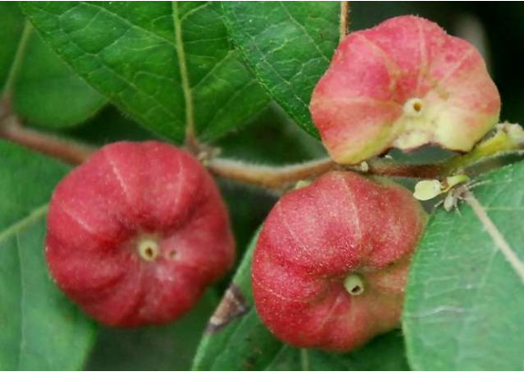 具有解毒利咽,清热除湿,行气活血的功效,常用于痢疾,黄疸,疟疾,淋浊