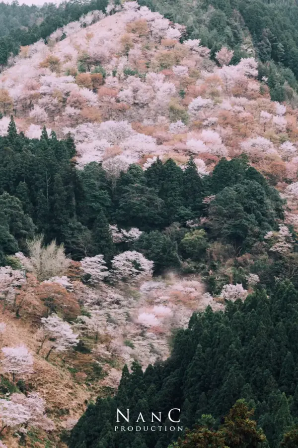 攻略 私藏的4个日本关西赏樱胜地 只有当地人才知道 知乎