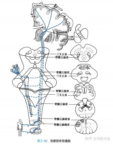 牛脊神经节细胞手绘图图片