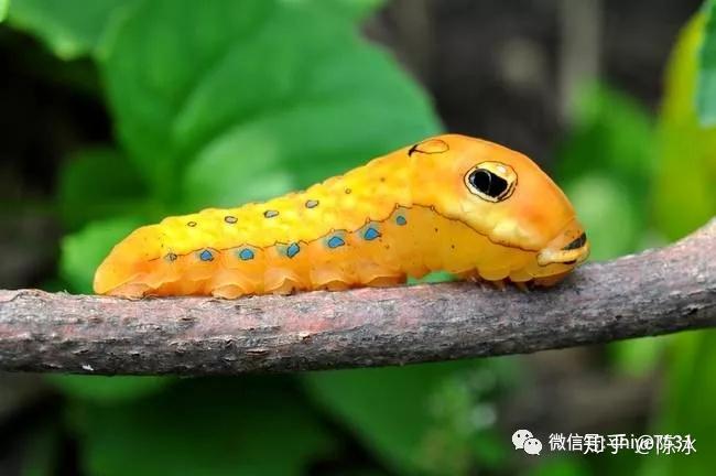 拟态进化一切为了活下去