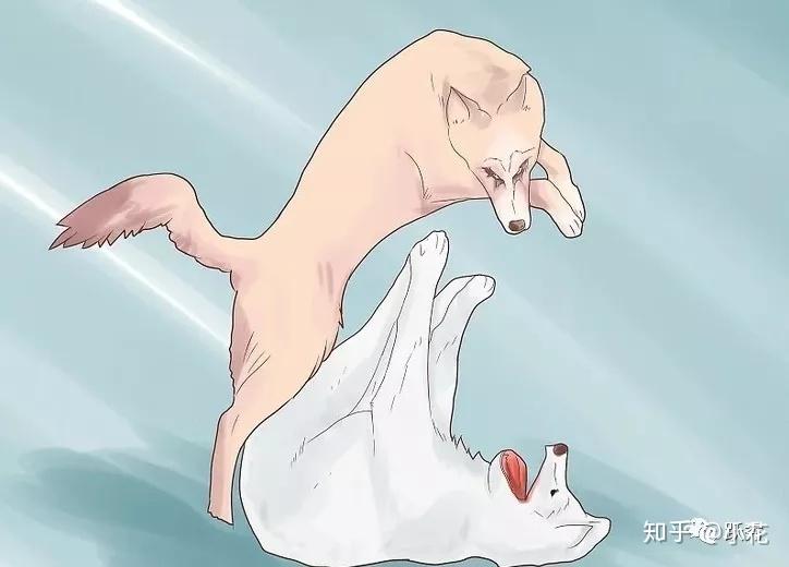如何阻止狗狗打斗