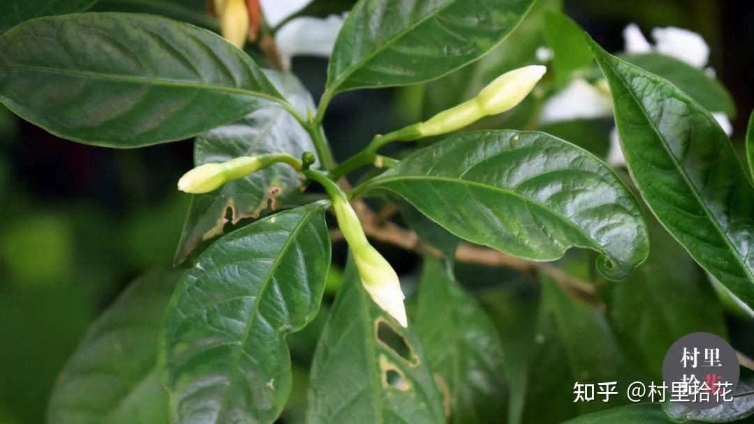 「狗牙花」狗牙貌似没那么晶莹洁白吧？ - 知乎