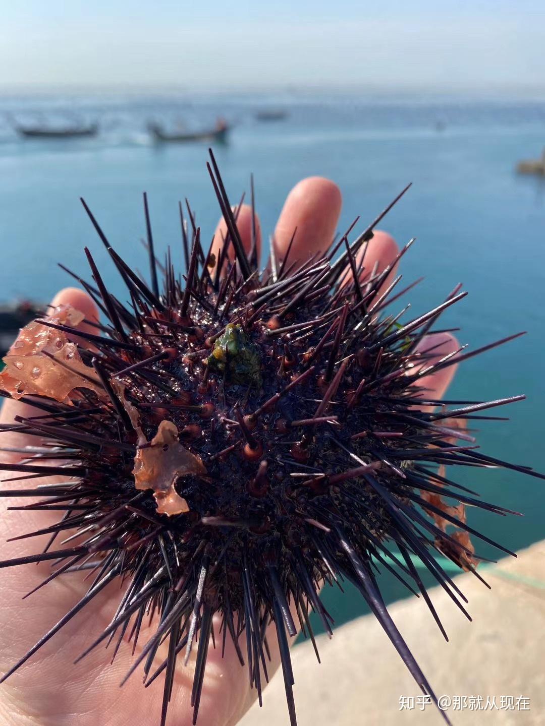 A species of sea urchin, purple sea urchin — Stock Photo © jekatarinka ...