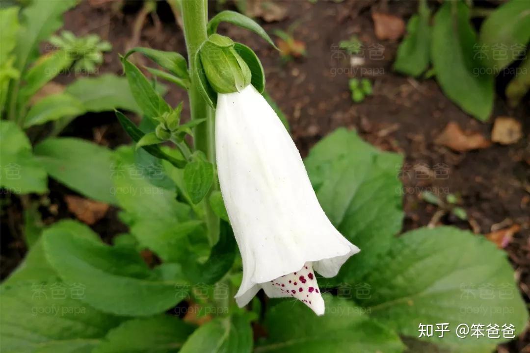 花冠内布有细小的绒毛,钟形花的内面具有明显的斑点.