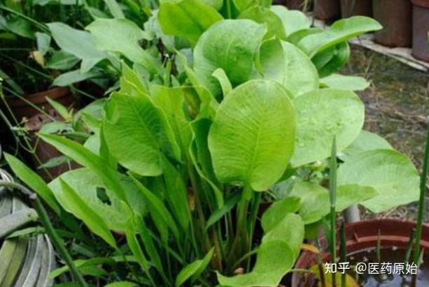 带你识别泽泻 - 知乎