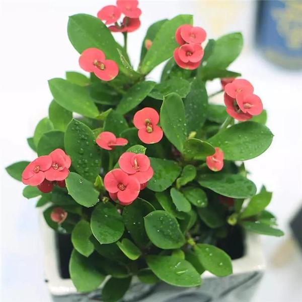 9款适合家庭养殖的花卉 花期长又易养 你一定喜欢 知乎 9款适合家庭养殖的花卉 花期长又易养 你一定喜欢 知乎