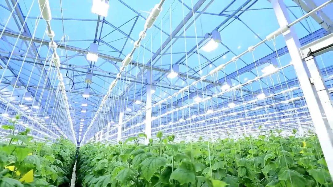 Led植物照明市场 知乎