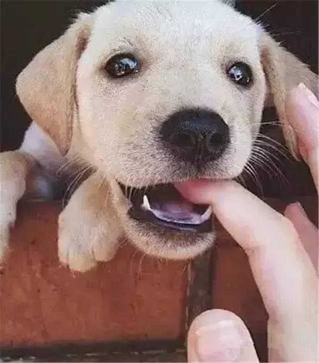 v2-1ceeaa5effdae7e0016da14fbba72370_1440w.jpg?source=172ae18b