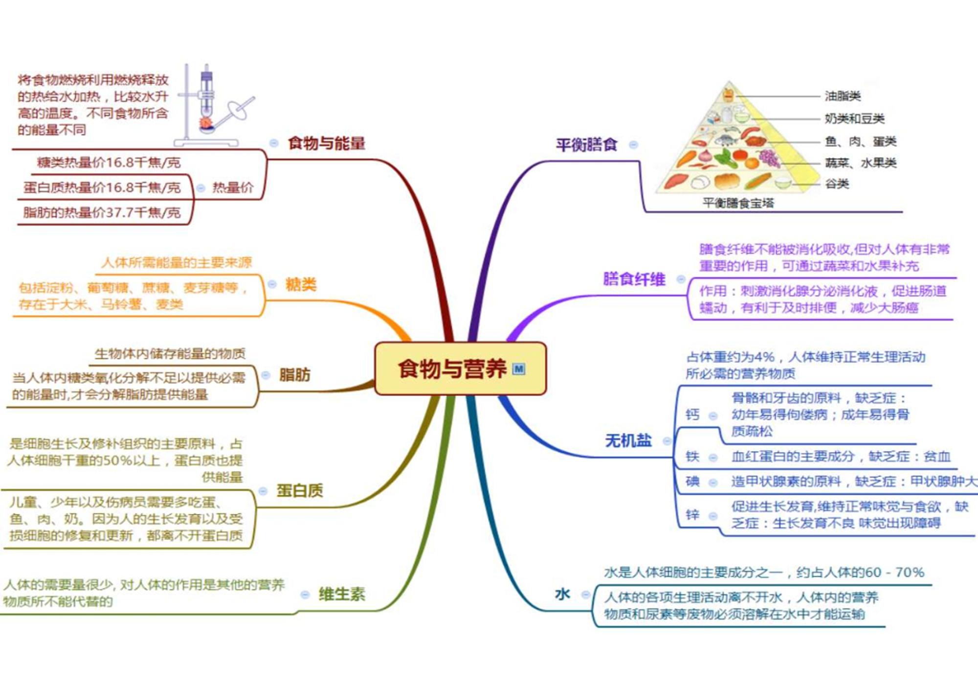 营养器官根的思维导图图片