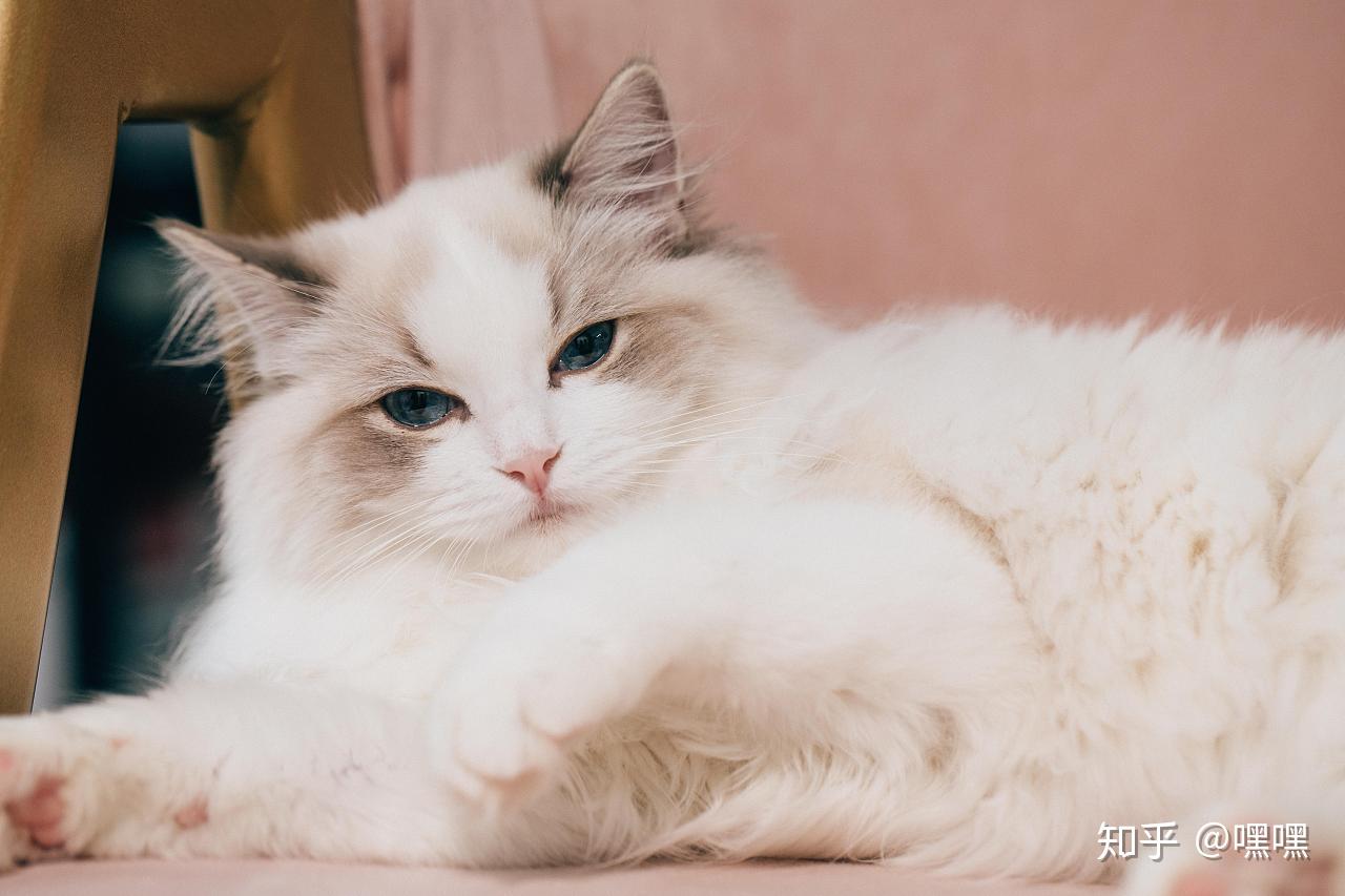 猫咪美毛吃卵磷脂还是蛋黄呢? - 知乎