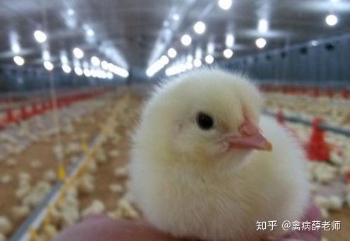 总是碰到大头鸡这篇文章让你心里有底