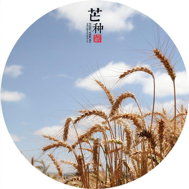 节气追忆录泽草所生种之芒种