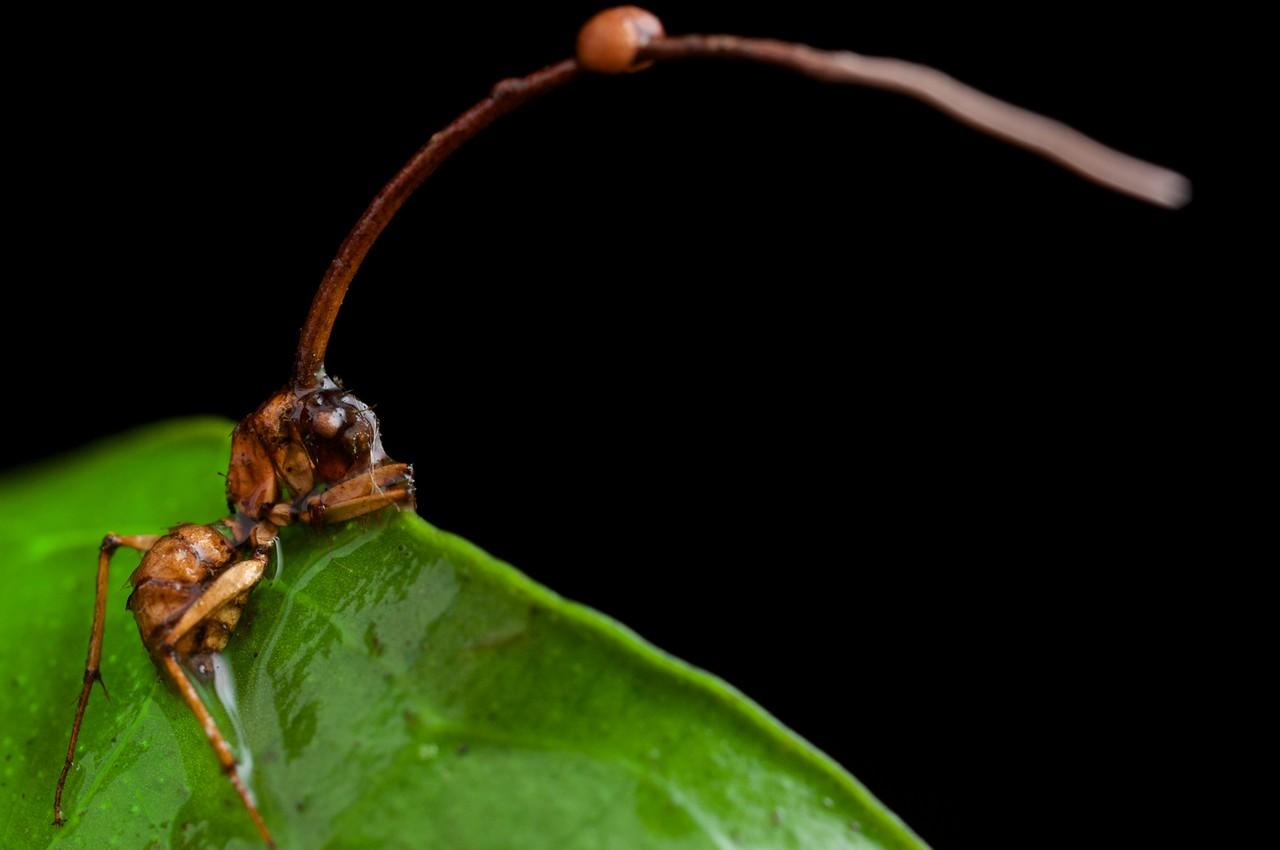 改变大脑的寄生虫让蚂蚁在黎明和黄昏变成僵尸 - 科学探索 - cnBeta.COM