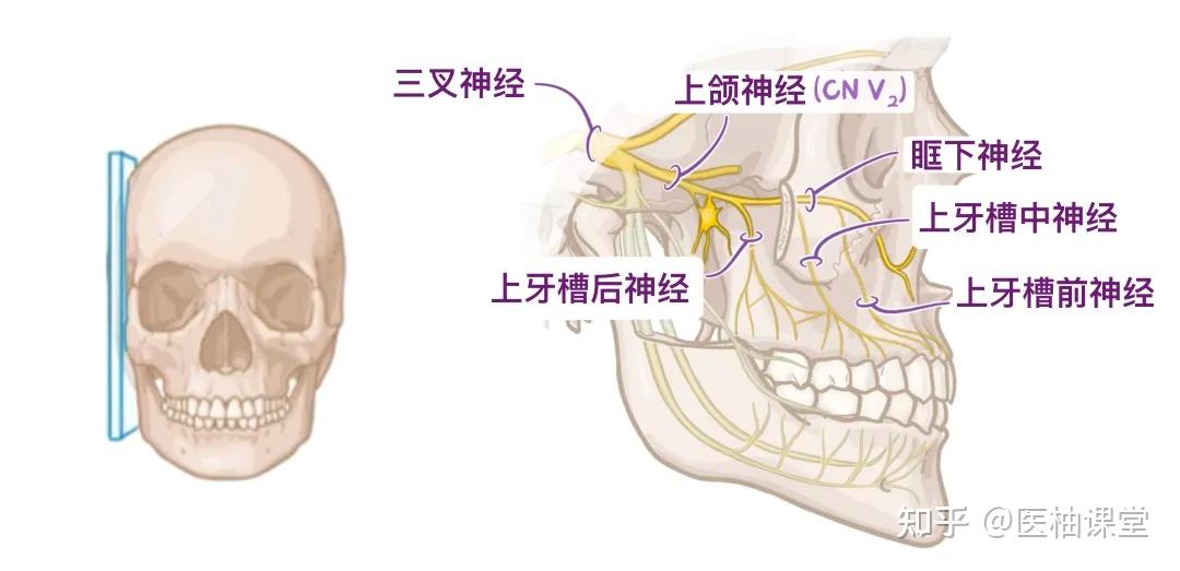人体解剖学基础:口腔 - 知乎
