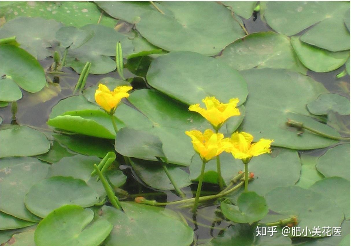 诗经里有名的荇菜你了解多少,你知道如何种植吗?快来看看 - 知乎