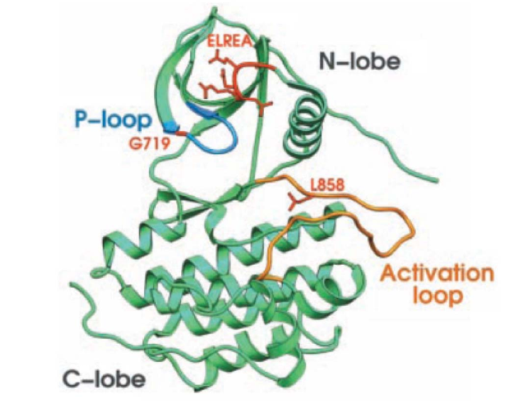 的酪氨酸激酶( tk)功能区含有 3 个重要结构:1,氨基端小叶( n-lobe)