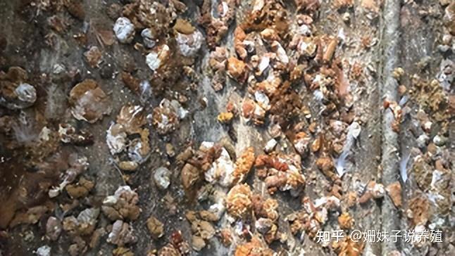 蛋鸡的信号--看鸡粪断病 - 知乎