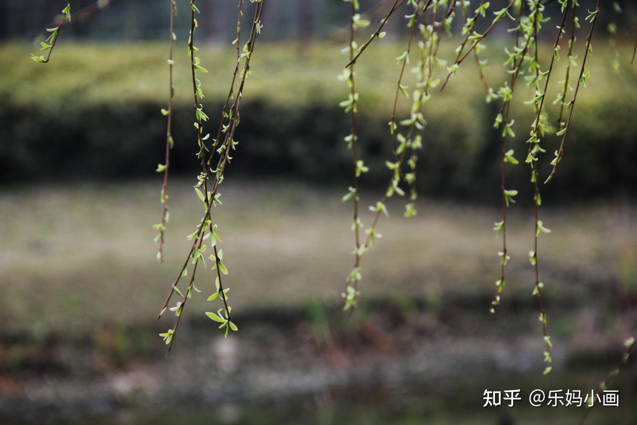 詩詞啟蒙二月春風似剪刀