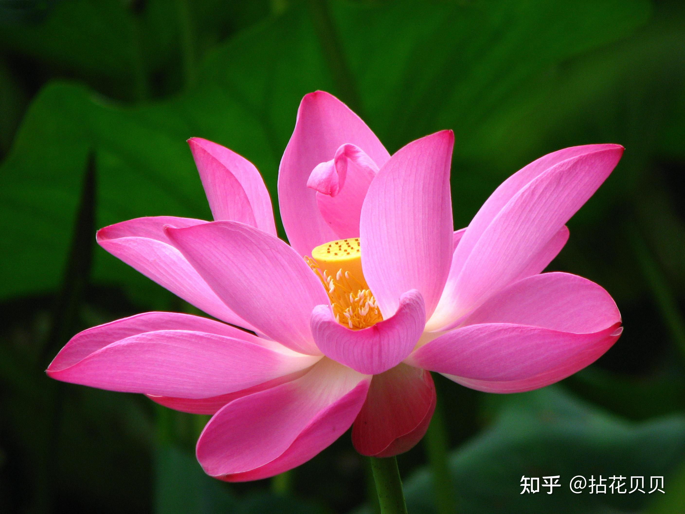识花 | 中国国花里的文化 - 知乎