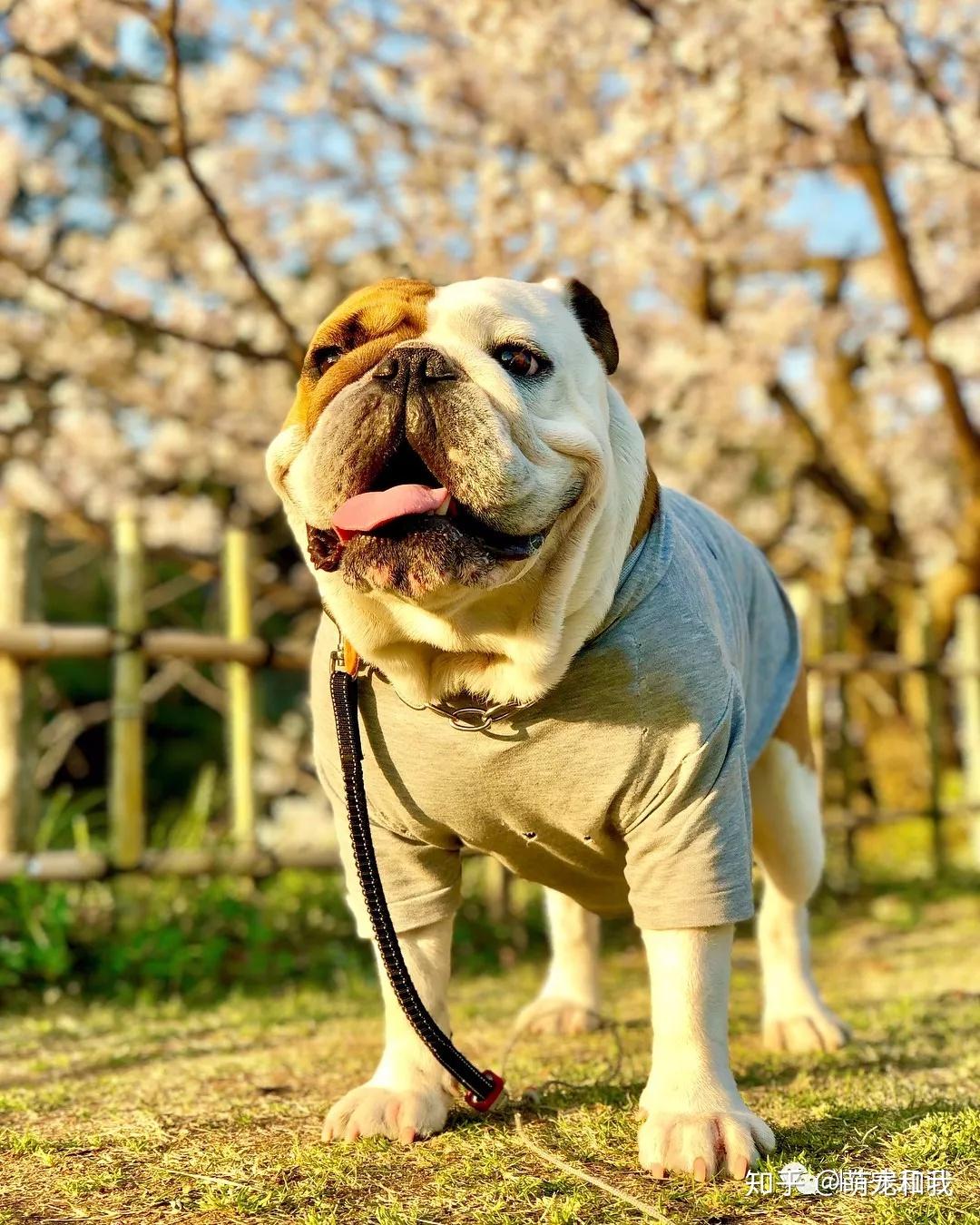 长腿欧巴萌宠英国斗牛犬来袭这是我见过最好看的大长腿