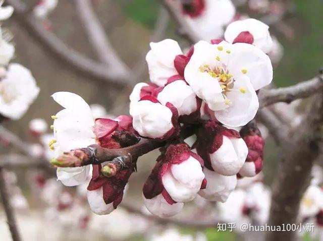 花花生活丨如何简单分辨樱花桃花梨花