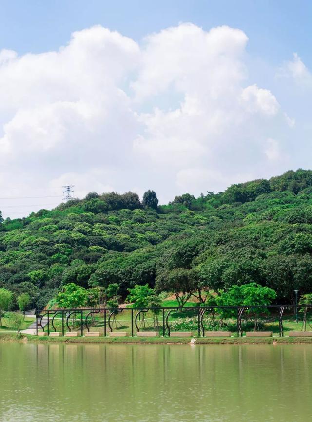 深圳市罗田森林公园图片