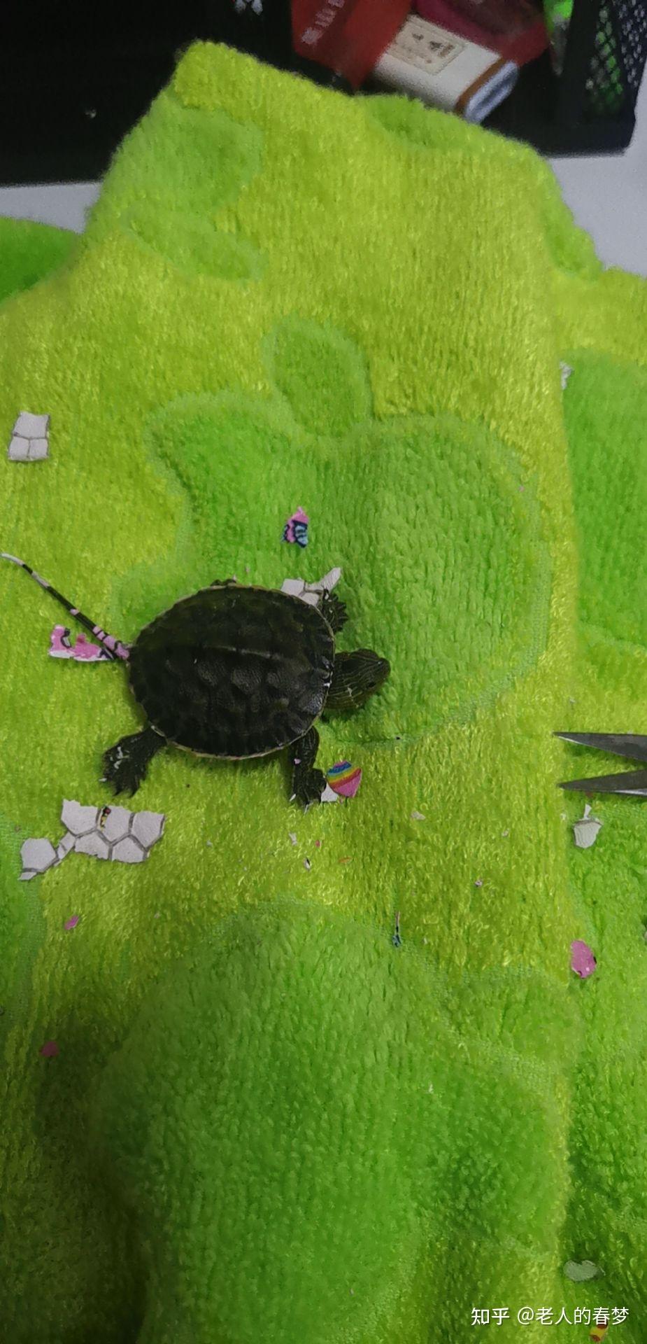 彩绘龟长大后壳往上翻图片