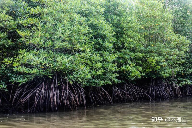 走进“红树林”的世界 - 知乎