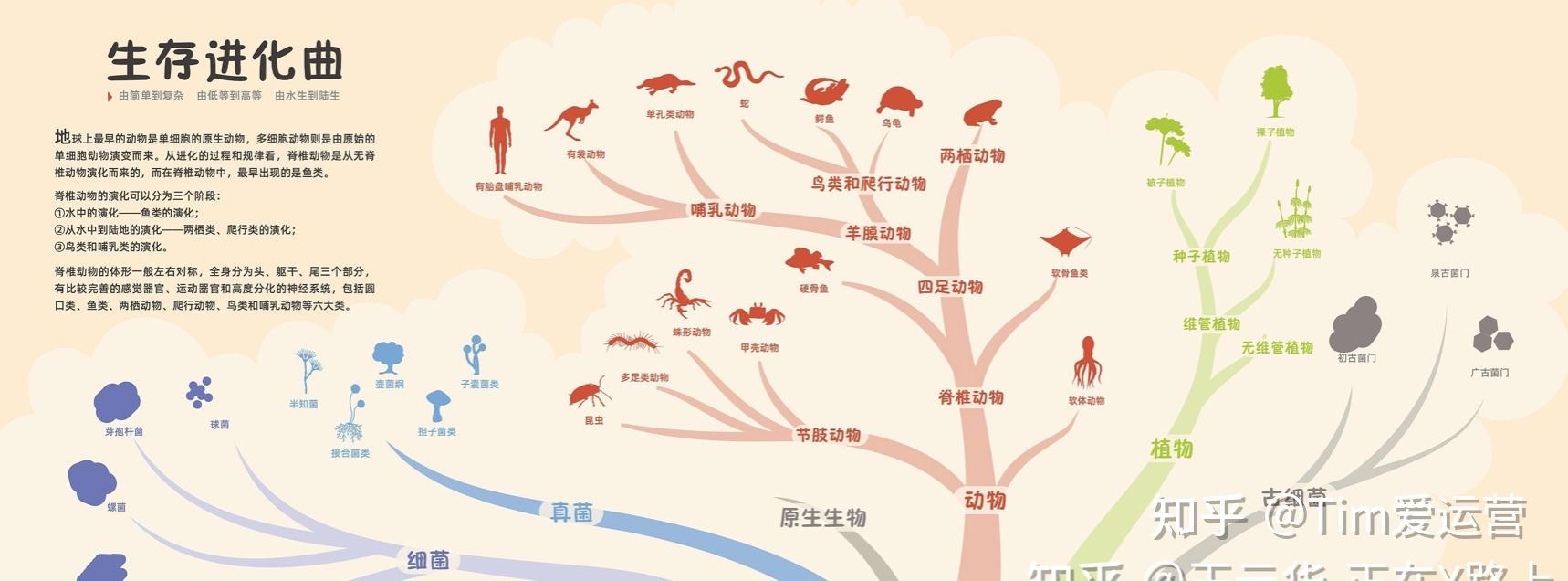 生物和万物的进化在直观层面上看是像一棵树一样的在进化。达尔文的进化树到底在表达什么？什么是侧枝分化与侧枝盲端？为什么侧枝的尽头是另外一个侧枝 ...