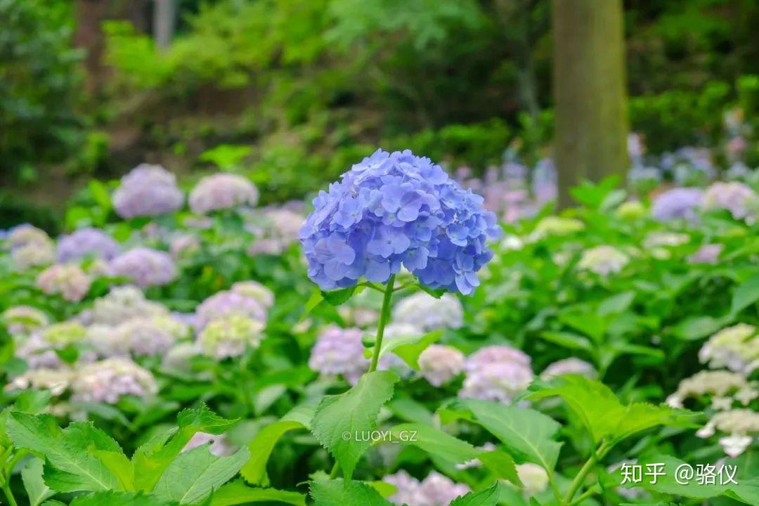 三室户寺一万株紫阳花满坑满谷紫阳花季的镰仓,就如同樱花季的京都一