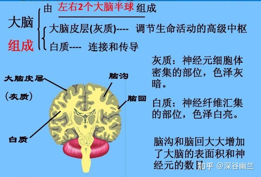大脑 - 知乎