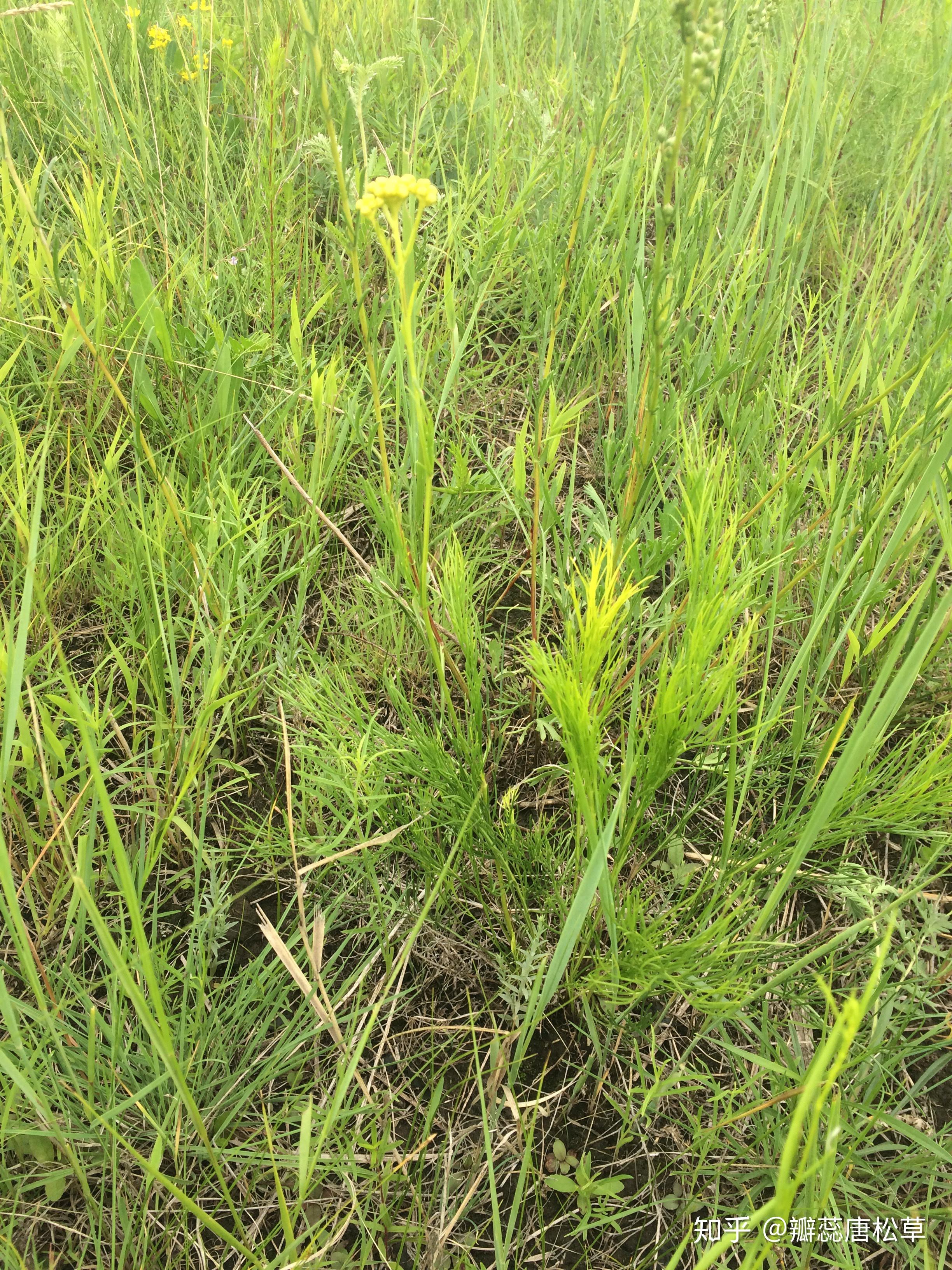 大庆野地植物76线叶菊